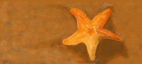 Drawing of Starfish by Rahi