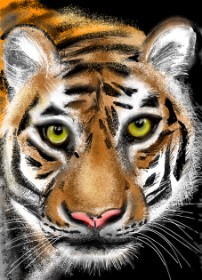 Drawing of Tiger by ⋆su⋆vinci彡