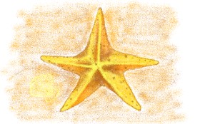 tiny=) の ヒトデ の絵