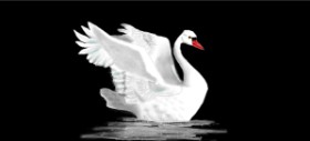 Oli の 白鳥 の絵