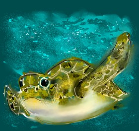 Eclat de Lune の ウミガメ の絵