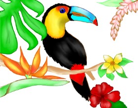 Cec の オオハシ の絵