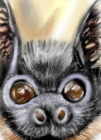 Drawing of Bat by ⋆su⋆vinci彡