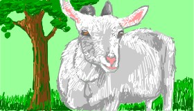 Koza - autor: RonNNIEE