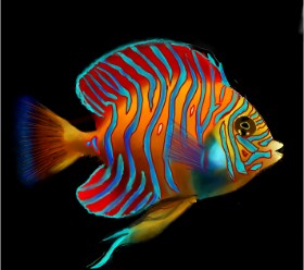 Lou の 金魚 の絵