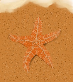 KristinamI の ヒトデ の絵