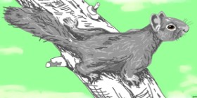 Drawing of Squirrel by Swimmer