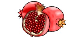 Drawing of Pomegranate by Luna