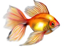 Aminich の 金魚 の絵