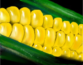 Drawing of Corn by Tokyo
