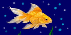 shiNIN の 金魚 の絵
