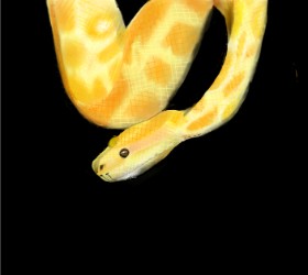 Drawing of Snake by Lou