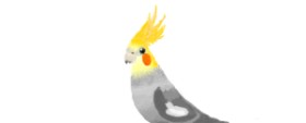 coconut の 鳥 の絵