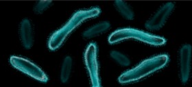 Drawing of Bacteria by Annie