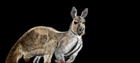 Çhåching の カンガルー の絵