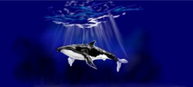 Drawing of Whale by Çhåching